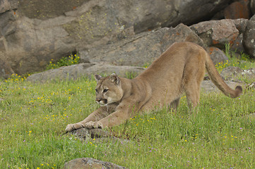 Image showing Mountain Lion