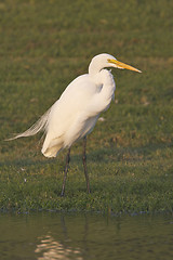 Image showing Great Egret, Ardea alba