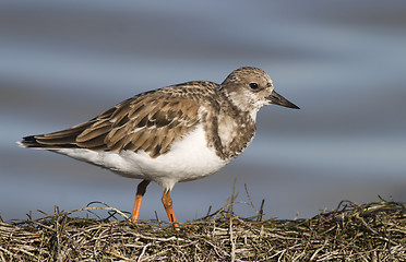 Image showing Ruddy Turnstone, Arenaria interpres