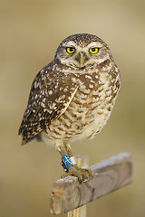 Image showing Burrowing Owl, Athene cunicularia