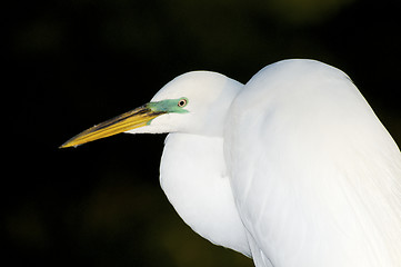 Image showing Great Egret, Ardea alba