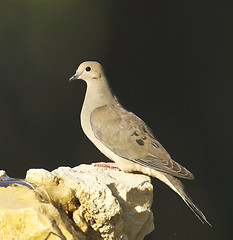 Image showing Mourning Dove, Zenaida macroura