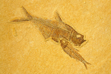 Image showing Skeletons Fishes