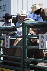 Image showing Saddle Bronc