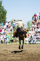 Image showing Saddle Bronc