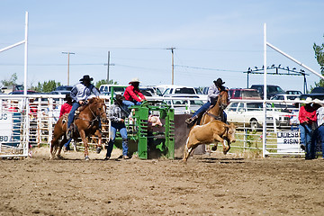 Image showing Steer Wrestling