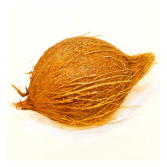 Image showing Coconut