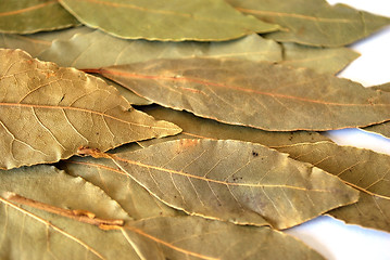 Image showing bay leaf