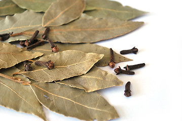 Image showing bay leaf