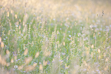 Image showing Tall grass in summer sunshine