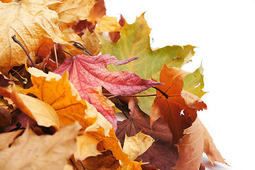 Image showing autumn leaves