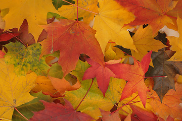 Image showing autumn leaves