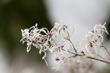 Image showing Icy branch