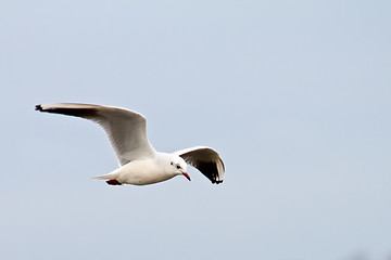 Image showing Seagull