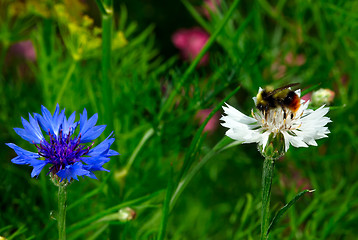 Image showing Working bumblebee.