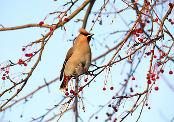 Image showing Waxwing.