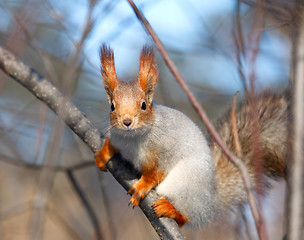 Image showing Squirrel.