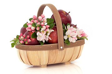 Image showing Apple Flower Blossom