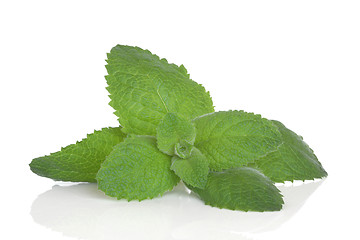 Image showing Lemon Balm Herb