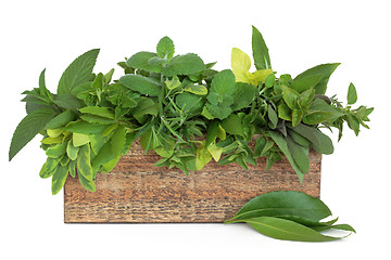Image showing Herbs