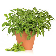 Image showing Sage Herb Plant