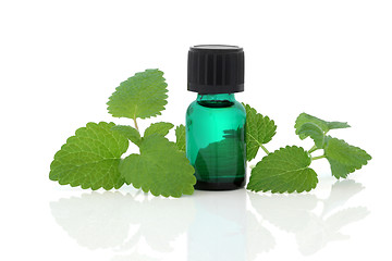 Image showing Lemon Balm Herb Essence