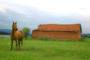 Image showing Horse