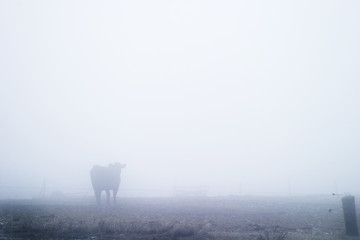 Image showing Cow in Fog