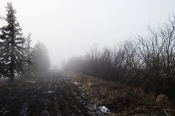 Image showing Foggy Tree Row