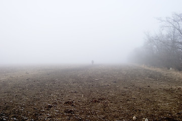 Image showing Foggy Tree Row