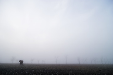 Image showing Cow on Prairie