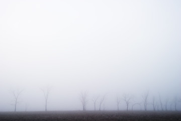 Image showing Prairie Fog