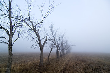 Image showing Foggy Tree Row