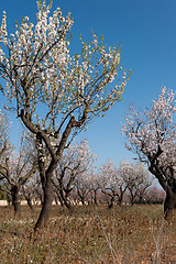 Image showing Almond blossom