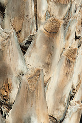 Image showing Palm trunk