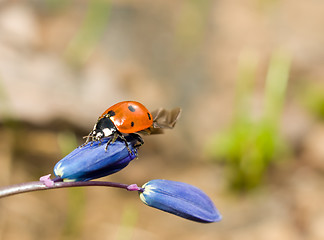 Image showing Ladybird on snowdrop flower