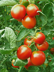 Image showing Ripe red tomatoes