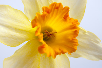 Image showing Hyacinth flower