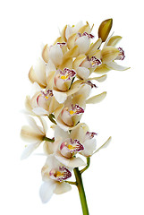 Image showing Orchid flower