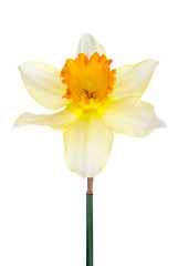 Image showing Hyacinth flower