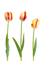 Image showing Three yellow and red tulips