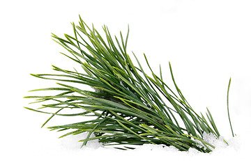 Image showing Green wet pine branch over white