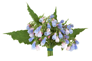 Image showing Comfrey Herb Flower Posy