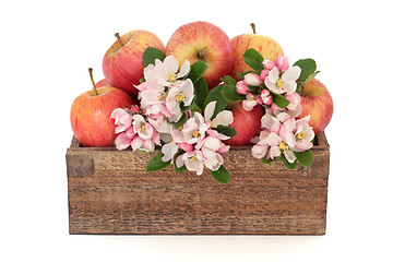 Image showing Apple Flower Blossom Beauty