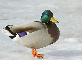 Image showing Mallard in the snow