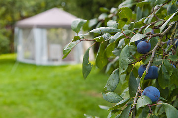 Image showing Branch of plum against a garden