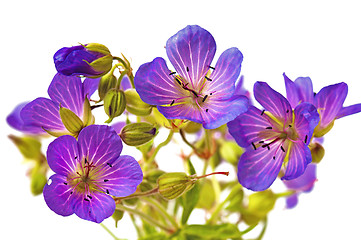 Image showing Wild flowers in a vase, it is isolated on the white