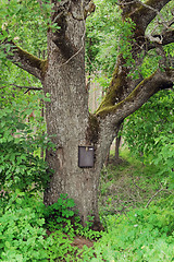 Image showing Mail box on an old oak