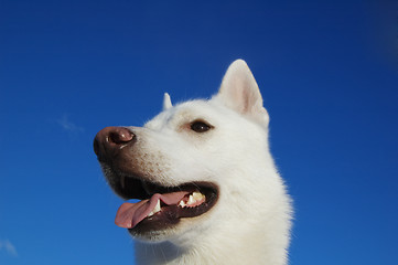 Image showing THE WHITE PUPPY