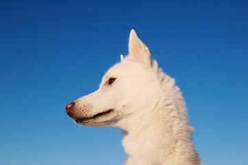 Image showing THE WHITE PUPPY